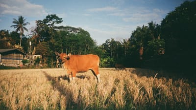 When Your Customers Have Money But Your Competitors Don’t: The Anti-Payday Strategy