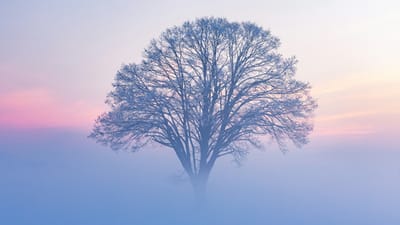 A solitary bare tree emerges from dense morning fog with soft pink and blue dawn light - representing the obscured visibility of traditional marketing metrics in the AI retrieval era